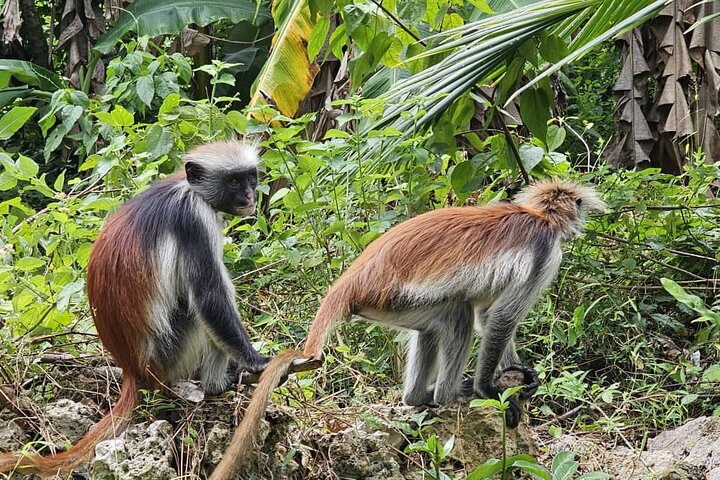 Full-day Tour Mnemba Jozani Forest Kuza Cave Paje Beach The Rock