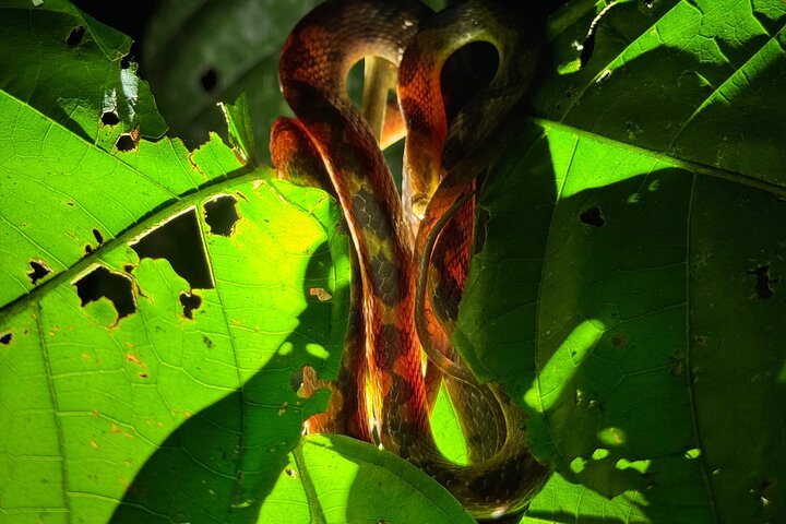 Night Walk in Puerto Jimenez Wildlife and Nature