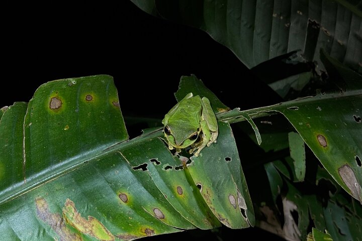 Night Walk in Puerto Jimenez Wildlife and Nature