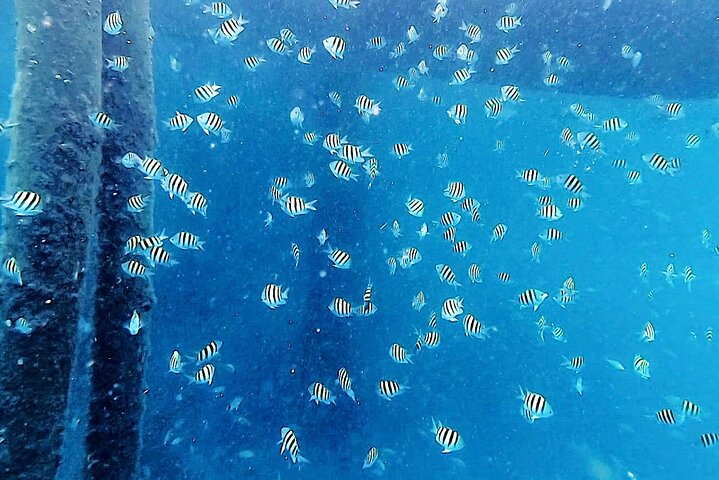 Guided Snorkel Tour Phil Foster Park (HIGH TIDE ONLY-FREE VIDEOS)