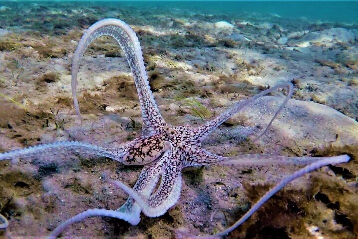 Guided Snorkel Tour Phil Foster Park (HIGH TIDE ONLY-FREE VIDEOS)