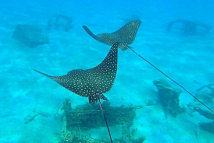 Guided Snorkel Tour Phil Foster Park (HIGH TIDE ONLY-FREE VIDEOS)