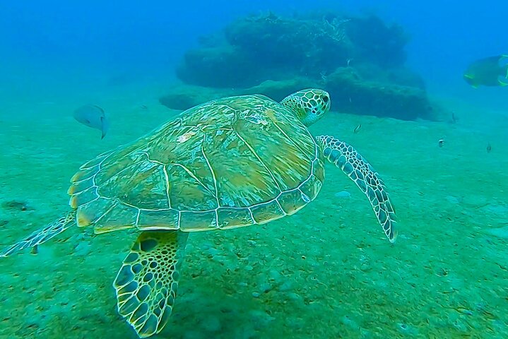 Guided Snorkel Tour Phil Foster Park (HIGH TIDE ONLY-FREE VIDEOS)