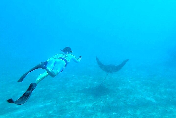 Guided Snorkel Tour Phil Foster Park (HIGH TIDE ONLY-FREE VIDEOS)
