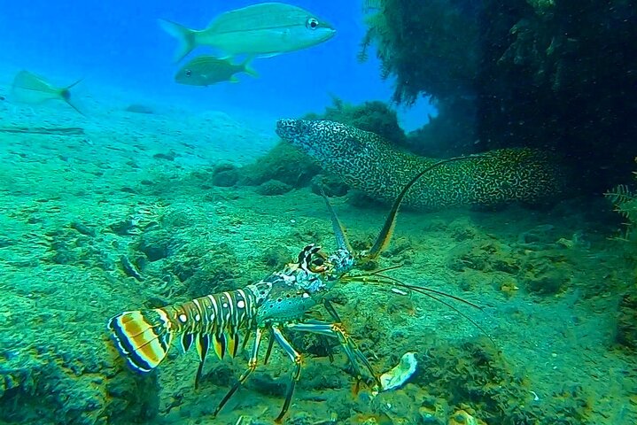 Guided Snorkel Tour Phil Foster Park (HIGH TIDE ONLY-FREE VIDEOS)