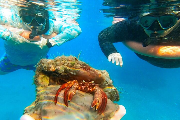 Guided Snorkel Tour Phil Foster Park (HIGH TIDE ONLY-FREE VIDEOS)