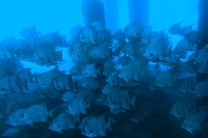 Guided Snorkel Tour Phil Foster Park (HIGH TIDE ONLY-FREE VIDEOS)