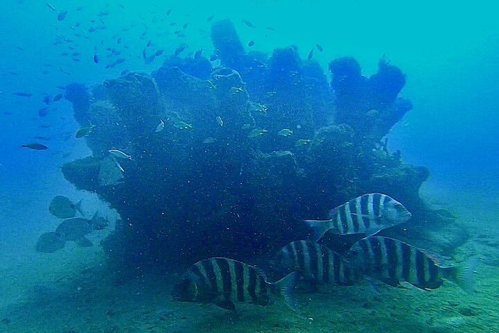 Guided Snorkel Tour Phil Foster Park (HIGH TIDE ONLY-FREE VIDEOS)