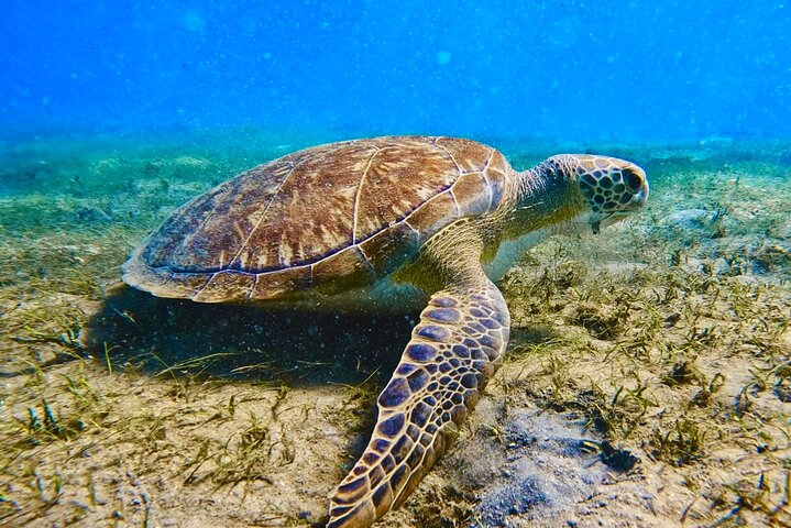 Guided Snorkel Tour Phil Foster Park (HIGH TIDE ONLY-FREE VIDEOS)