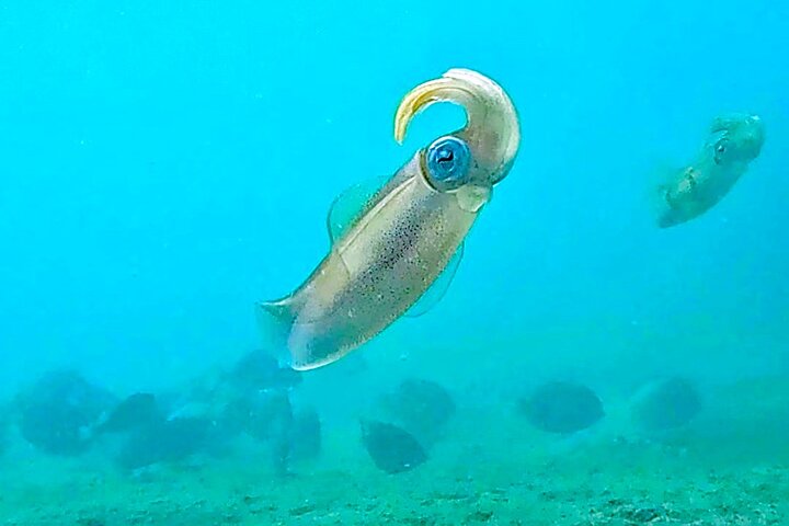 Guided Snorkel Tour Phil Foster Park (HIGH TIDE ONLY-FREE VIDEOS)