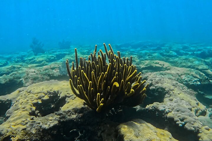 Guided Snorkel Tour Phil Foster Park (HIGH TIDE ONLY-FREE VIDEOS)