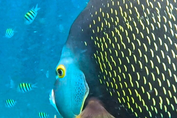 Guided Snorkel Tour Phil Foster Park (HIGH TIDE ONLY-FREE VIDEOS)