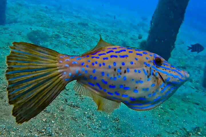 Guided Snorkel Tour Phil Foster Park (HIGH TIDE ONLY-FREE VIDEOS)