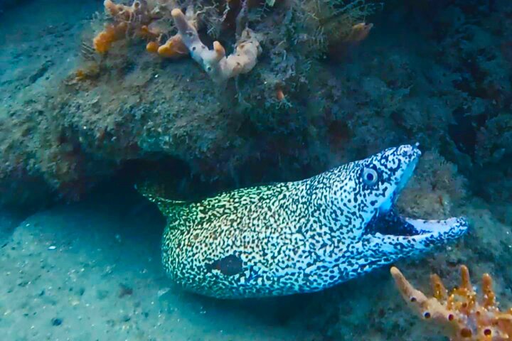 Guided Snorkel Tour Phil Foster Park (HIGH TIDE ONLY-FREE VIDEOS)
