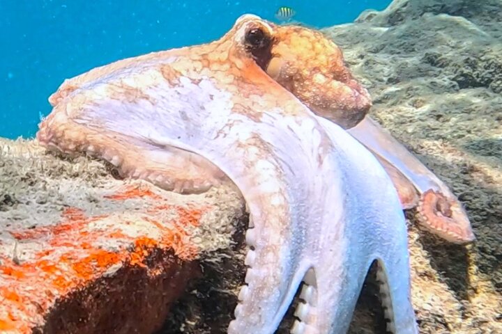 Guided Snorkel Tour Phil Foster Park (HIGH TIDE ONLY-FREE VIDEOS)