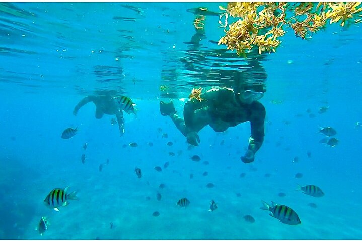 Guided Snorkel Tour Phil Foster Park (HIGH TIDE ONLY-FREE VIDEOS)