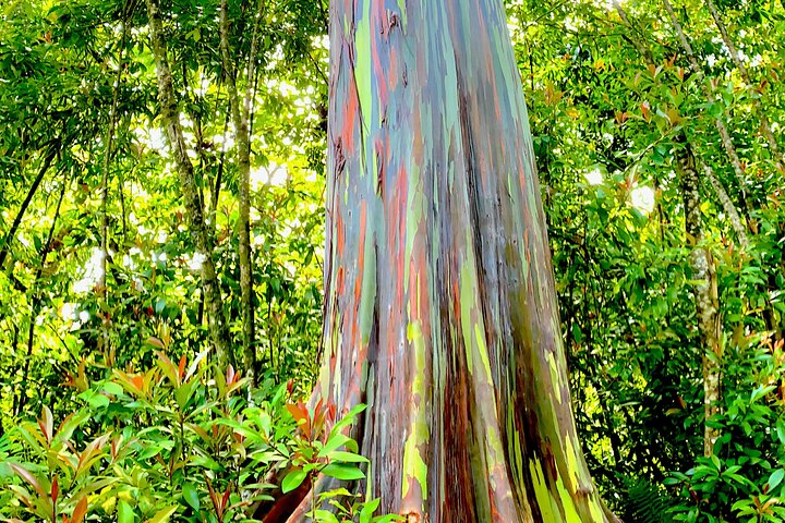 Rainforest Tour to Hana and Beyond