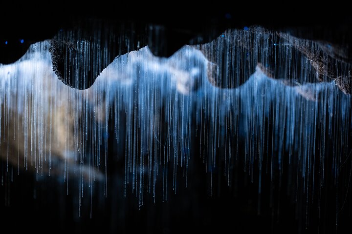 Auckland to Waitomo Glowworms, Kiwi House & Blue Springs Day Tour