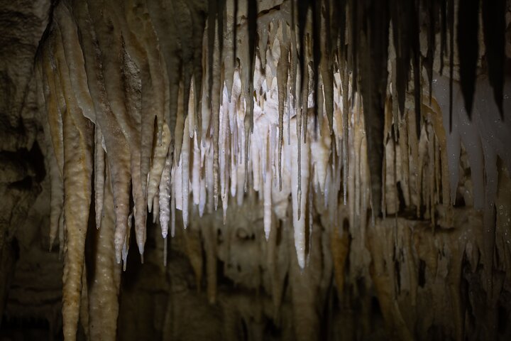 Auckland to Waitomo Glowworms, Kiwi House & Blue Springs Day Tour