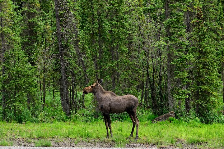 Yukon River Boat Tour Through Miles Canyon