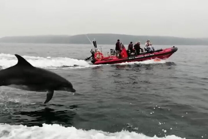 Cork Harbour RIB Tour