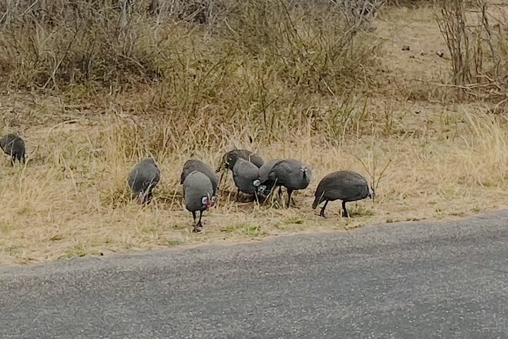 Kruger National Park Morning Safari Experience (Minimum 2 Peope)