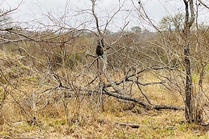 Kruger National Park Morning Safari Experience (Minimum 2 Peope)