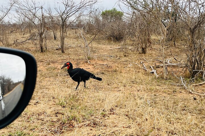 Kruger National Park Morning Safari Experience (Minimum 2 Peope)