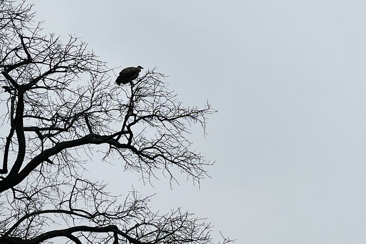 Kruger National Park Morning Safari Experience (Minimum 2 Peope)