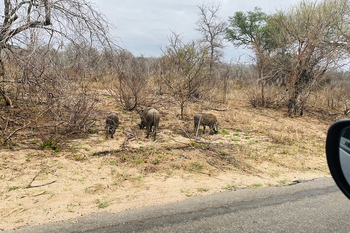 Kruger National Park Morning Safari Experience (Minimum 2 Peope)