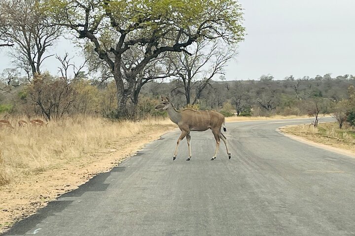 Kruger National Park Morning Safari Experience (Minimum 2 Peope)
