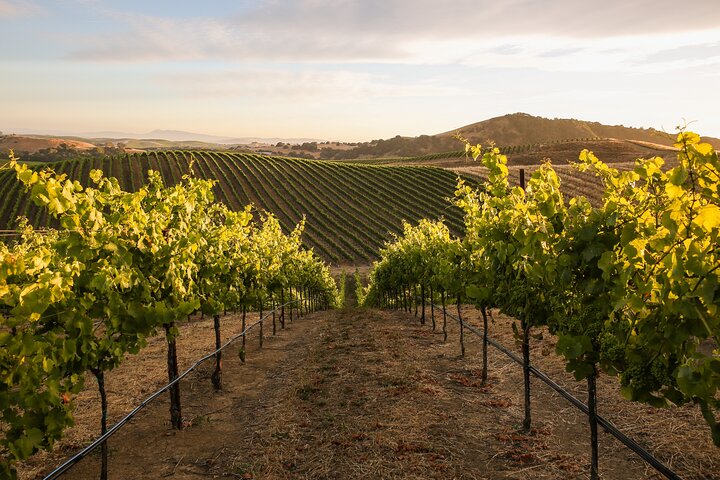 Napa and Sonoma Premium Small Group Wine Tour from San Francisco
