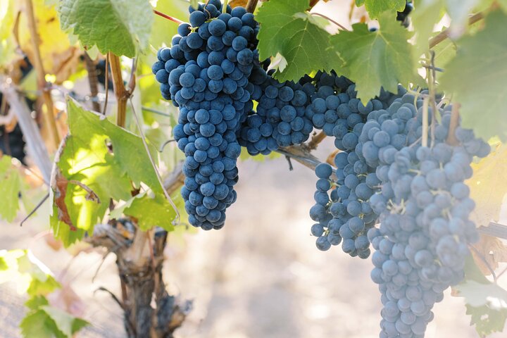 Napa and Sonoma Premium Small Group Wine Tour from San Francisco