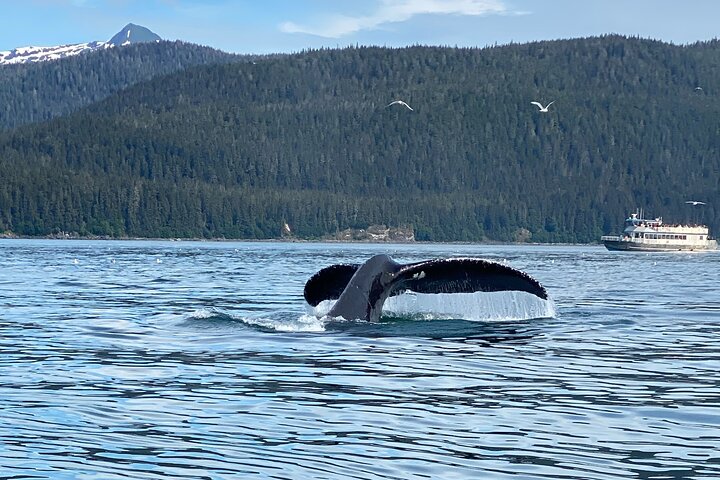 Mendenhall Glacier and Whale Watching Tour