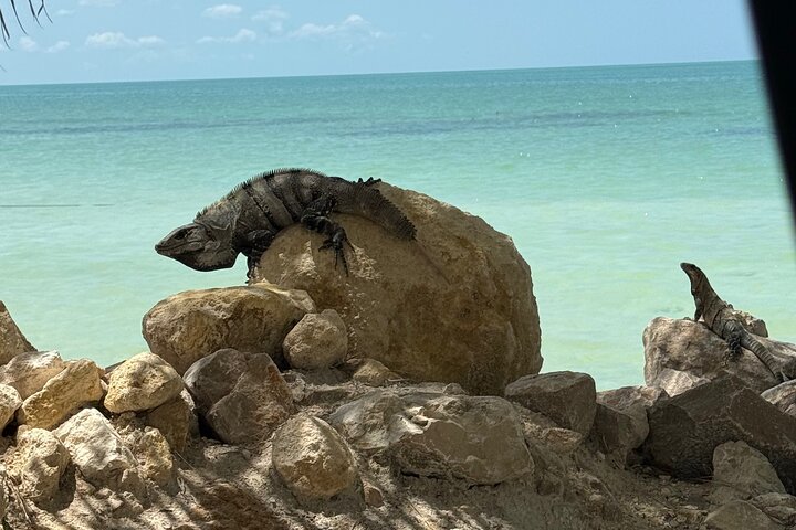 Full Day Tour with Fishing and Snorkeling from Holbox