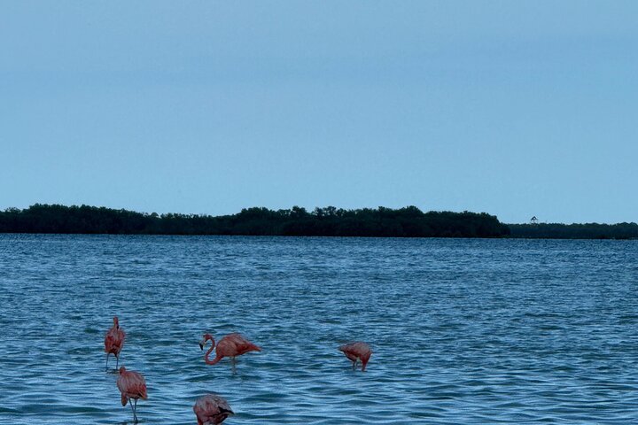 Full Day Tour with Fishing and Snorkeling from Holbox