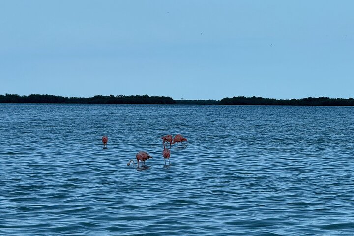 Full Day Tour with Fishing and Snorkeling from Holbox