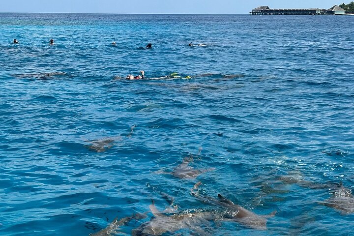 Maldives: Snorkeling with Nurse Sharks, Coral Reef, Sandbank Tour