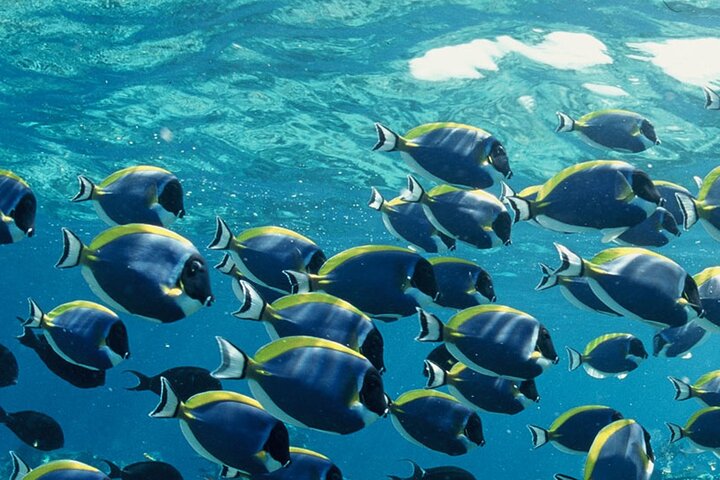 Maldives: Snorkeling with Nurse Sharks, Coral Reef, Sandbank Tour