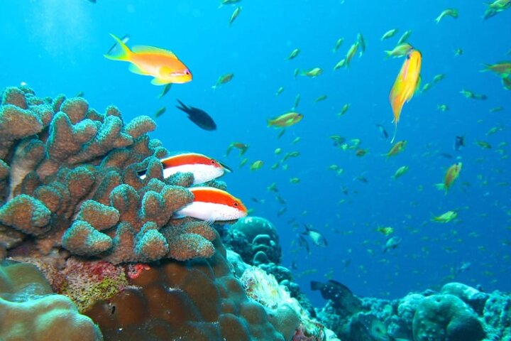 Maldives: Snorkeling with Nurse Sharks, Coral Reef, Sandbank Tour