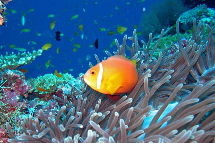Maldives: Snorkeling with Nurse Sharks, Coral Reef, Sandbank Tour