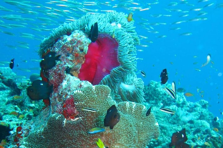 Maldives: Snorkeling with Nurse Sharks, Coral Reef, Sandbank Tour