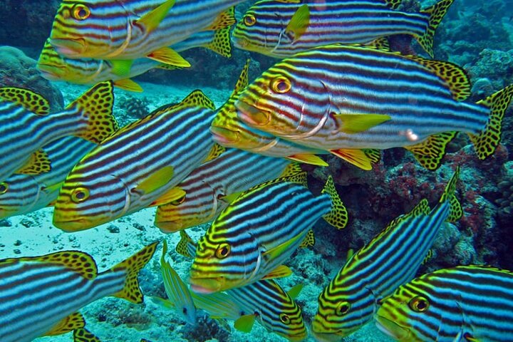 Maldives: Snorkeling with Nurse Sharks, Coral Reef, Sandbank Tour