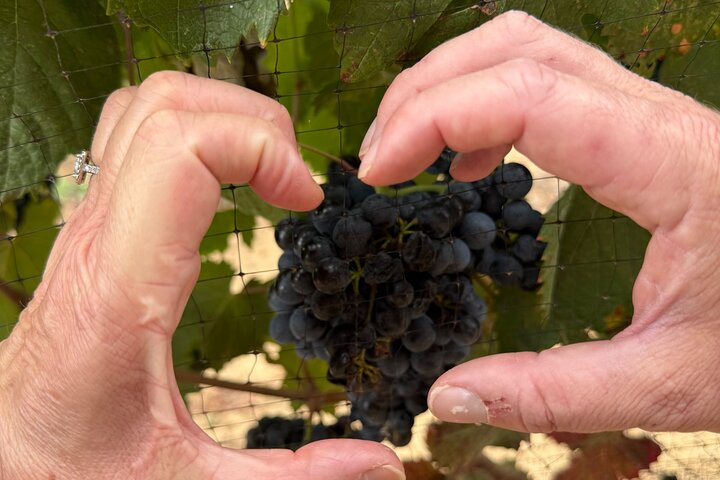 Private Deluxe Wine Tour to Valle de Guadalupe by Luxury Vehicle