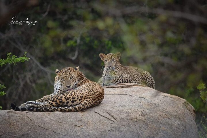 Leopard Safari in Yala National Park(Full Day/Half A Day)