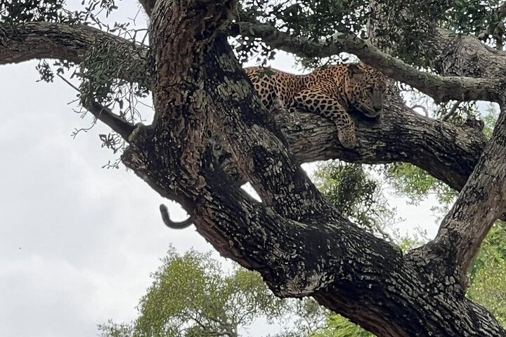 Leopard Safari in Yala National Park(Full Day/Half A Day)