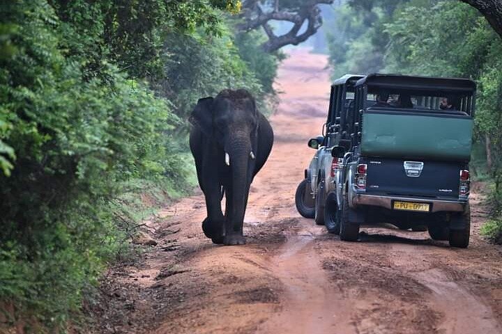 Leopard Safari in Yala National Park(Full Day/Half A Day)