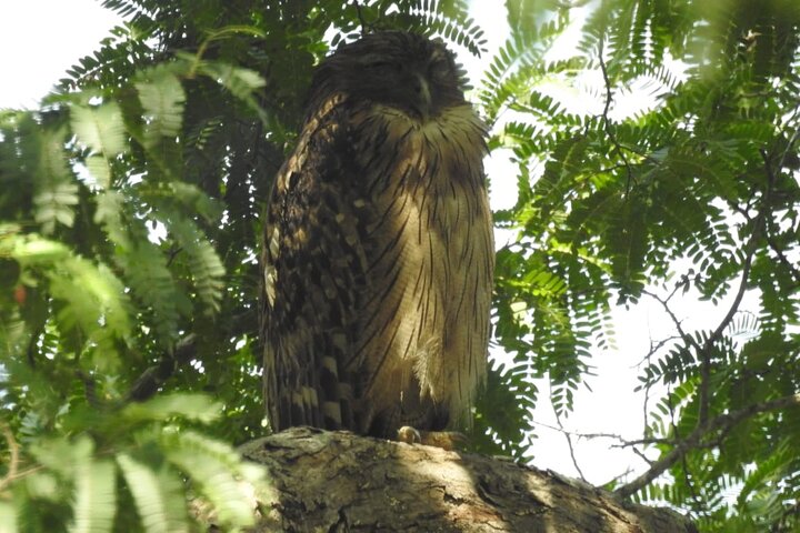 Leopard Safari in Yala National Park(Full Day/Half A Day)