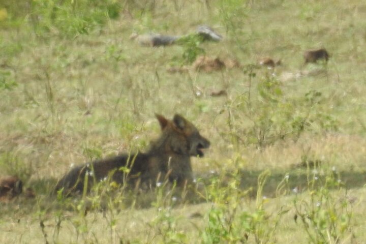 Leopard Safari in Yala National Park(Full Day/Half A Day)