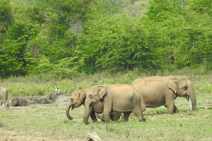 Leopard Safari in Yala National Park(Full Day/Half A Day)